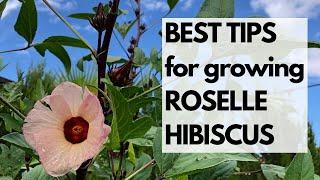 BEST TIPS for growing ROSELLE HIBISCUS, a HEAT-LOVING plant that is BEAUTIFUL and DELICIOUS!