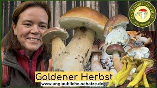 Pilzfrau allein im Steinpilzwald! Pilze suchen im Oktober 2024