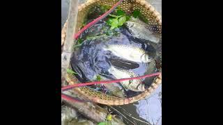 Hasil Panen Ikan Lumayan Banyak 