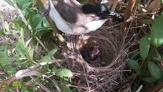 The cuckoo was pushing the bird in its nest and was thrown out by its mother杜鹃鸟的报应来了，在窝里推小鸟，被鸟妈妈扔了出去