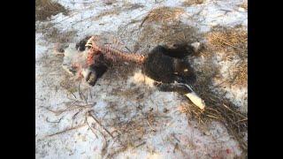 Волк убил большую охотничью собаку и унес как воробья выдернув из ошейника 18+