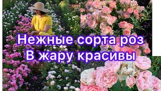 Нежные сорта роз, красивы даже в жару!