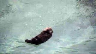 Momma Otter Dives for Food