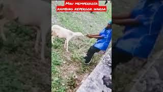 Hendak Memperkosa Kambing, Kepergok Warga #shorts