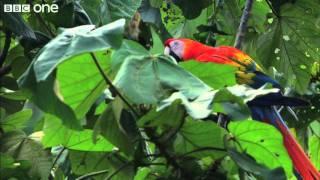 Scarlet Macaws Feed on Clay Licks (Narrated by David Tennant) - Earthflight - BBC One