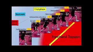 Fan Zhendong forehand topspin table tennis.  High speed