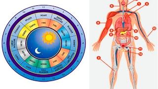 Find Out Which Organ In Your Body Does Not Work Well With The Chinese Clock.