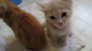 Chatons Mignons Qui Miaule COMPILATION