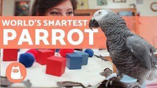 The SMARTEST PARROT in the WORLD  (Alex the African Gray)