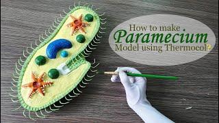 DIY Paramecium 3d Model