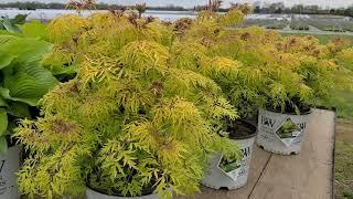 Sambucus Lemony Lace® (Elderberry)//OUTSTANDING NATIVE hybrid with bright showy foliage!