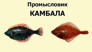 Русская Рыбалка 3.99 Промысловик 4 - Камбала