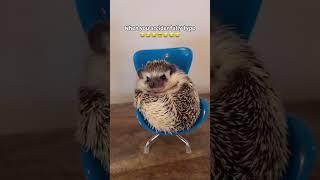 Oops! What’s the worst typo you’ve ever made       #hedgehog #hedgehogs #hedgehogsofinstagram #hedge