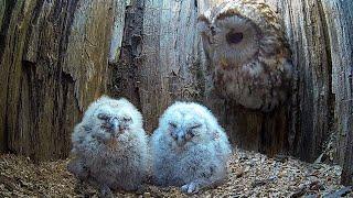 Tawny Owl Luna's Tragic Loss Has a Happy Ending| Luna & Bomber | Robert E Fuller