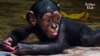 This Baby Chimpanzee Almost Went To Heaven Because Of His First-Time Mother | Kritter Klub
