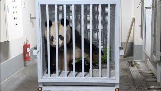 上野動物園のジャイアントパンダ「リーリー」「シンシン」、トラックへの積み込みと動物園からの出発（2024年9月29日撮影）