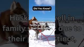 #facts #doglovers #dogs #pets #funny #puppy #didyouknow #tiktok #instagram #husky #dog #snow