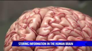 Storing Information in the Brain