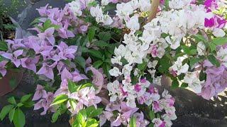 DWARF BOUGAINVILLEAS | FLOWERING SEASON | MULTICOLORED FLOWERS