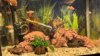 Biohome biorock test in 90l Aquaone Aquastyle 620 Freshwater aquarium @pondguru