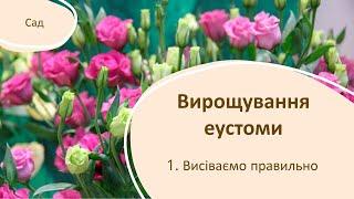 Вирощування еустоми. 1.Посів