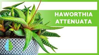 Entretien de l'HAWORTHIA  Arrosage, Substrat et REPRODUCTION de l'HAWORTHIA ATTENUATA !