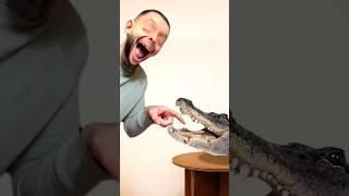 Tom sings dentist for crocodile