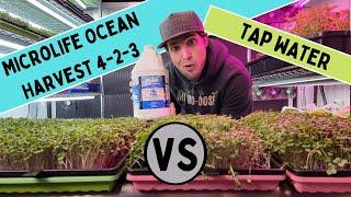 MicroLife Ocean Harvest - Microgreen Nutrient Trial - On The Grow