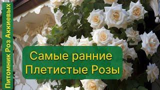 Пять Самых  раннецветущих Плетистых Роз моего сада . Вилино , Крым . #rosé #roses #розы