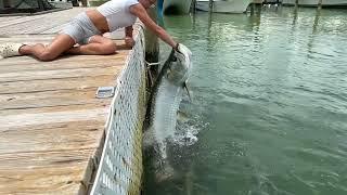 MASSIVE Tarpon Engulfs My Kid’s Arm at Robbie’s in Islamo￼rada