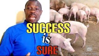 Pig farming business, beginners guide 2023.