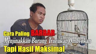 TIPS PALING BARBAR!!! CARA MENJINAKKAN BURUNG TRUCUKAN || CARA MENJINAKKAN TRUCUKAN OMBYOKAN