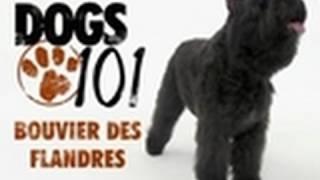 Dogs 101 - Bouvier Des Flandres