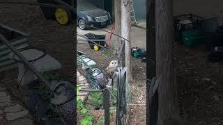 Barred owl  hanging with his plastic brother 