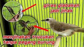 Cara Paling Mudah Menjinakan Trucukan Giras Tanpa Pegang Burung