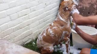 How to bath your dog fast and quickly