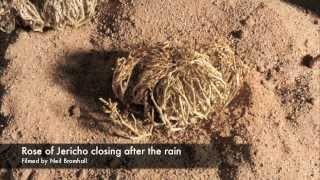 Life cycle, Rose of Jericho resurrection plant time lapse