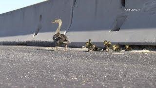 CHP Officers Rescue Ducks From Freeway | Simi Valley