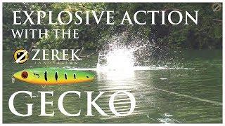 Top Water Explosion with the Zerek Gecko