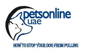 How to stop your dog from pulling,PET SHOP IN DUBAI