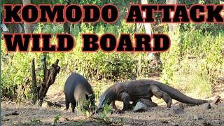 Komodo dragons try to kill wild board