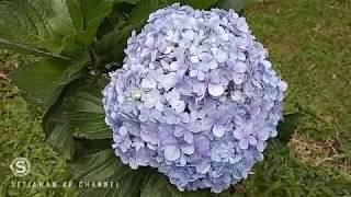 Cara Menanam Tanaman Hias Bunga Bokor Atau Hortensia Atau Mophead Hydrangea Yang Indah