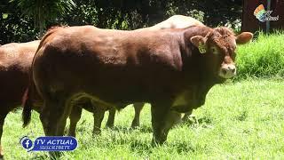 Criadores de Ganado Limousin