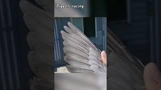 Pigeon racing International #pigeon #賽鴿