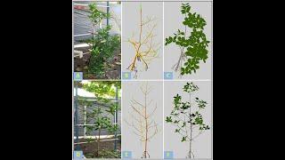 Simulating mangrove light interception