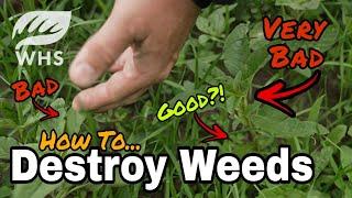 Attack Your Food Plot Weeds NOW
