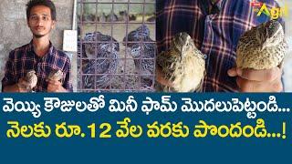 Kouju Pitta, Quail Birds Farming | వెయ్యి కౌజులతో.. నెలకు రూ.12వేల వరకు పొందండి..!! Tone Agri