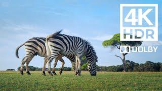 African Safari 4K | Scenic Wildlife Film With African Music