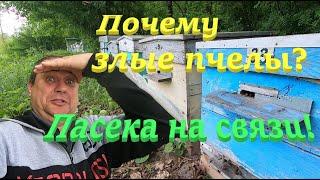 Почему очень злые пчелы! Облет пчел после холодов! #ПЧЕЛОВОДСТВО7