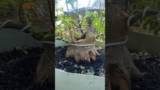 program bonsai loa #loa #bonsai